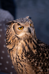 great horned owl