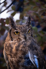 great horned owl