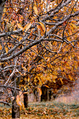 autumn tree in the park