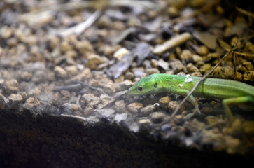 ミヤコカナヘビ