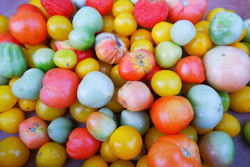 The last harvest of tomatoes. A bunch of fruits of red, yellow and green tomatoes, affected by phytophthora Infestans, gnarled, unripe. - obrazy, fototapety, plakaty
