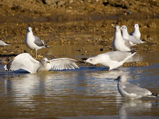 seagulls on the beach