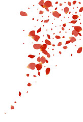 Pink Petal Blur Vector White Background. Tender