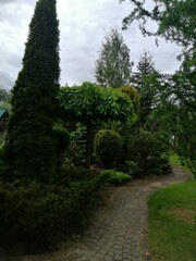 Catalpa tree trimmed in the shape of an umbrella in a coniferous garden with Larches, thujas and paths.
nature wallpaper.