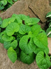 Asarum.a shady plant in garden stones with unusual juicy green leaves.Nature wallpaper.