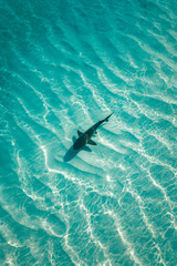 Obraz premium Aerial View of a Shark Swimming in Clear Blue Water - Oceanic Wildlife