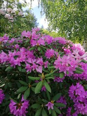 Fototapeta premium Tender blooming pink Rhododendron bushes in a summer garden close up. Nature wallpaper.