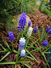 A blooming garden.  first spring flowers. Purple Mouse hyacinth and multicolored Muscari Ocean Magic on a flower bed with stones.Floral background.