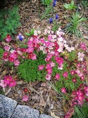Obraz premium A blooming garden. first spring flowers. Blue Muscari or hyacinth, pink blooming saxifrage .Floral backgrounds.