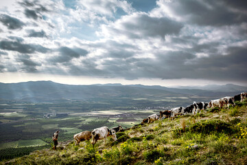 cows on the mountain
