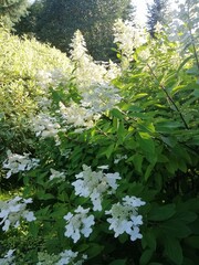 bright white airy inflorescences on a large bush.A blooming Hydrangea paniculata Kyushu on a flower bed in the garden. Floral background.