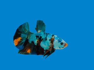 view of a siamese fighting fish or betta splendens half-moon tail (HM) multi colors diving in fish tank isolated on blue background.