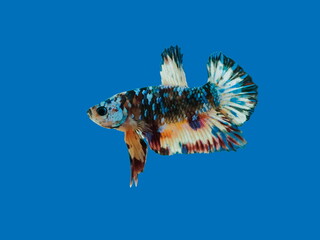 view of a siamese fighting fish or betta splendens half-moon tail (HM) multi colors diving in fish tank isolated on blue background.