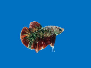 view of a siamese fighting fish or betta splendens half-moon tail (HM) multi colors diving in fish tank isolated on blue background.