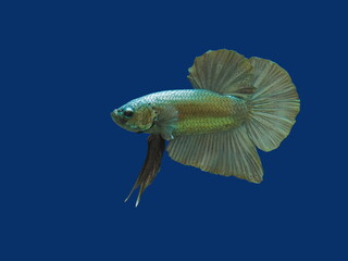 view of a white siamese fighting fish or betta splendens half-moon tail (HM) diving in fish tank...