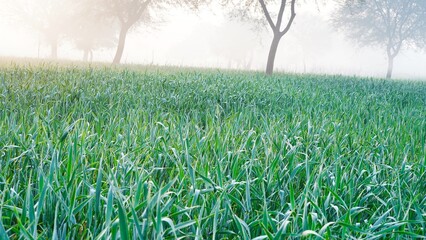 Panoramic field of wheat at early morning, Green wheat field close up. Spring countryside scenery. Beautiful nature landscape. Agriculture scene. Abstract blurred background