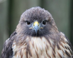 Regal Red-tailed Hawk
