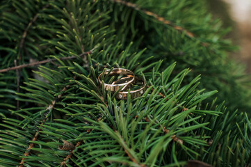 Beautiful gold rings with a diamond lie on a branch of a spruce coniferous tree. Wedding...