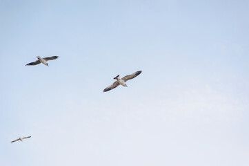 Several beautiful white seagulls, a small flock of wild birds are flying high soaring in the blue sky with clouds over the sea, ocean in nature. Animal photography, landscape.