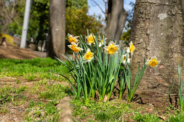 Obraz premium 満開の水仙が咲く公園