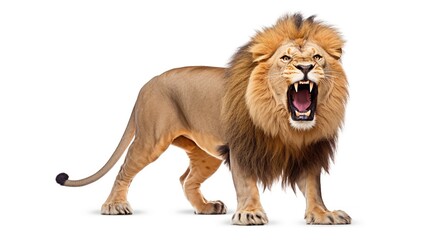 Obraz premium angry lion showing its fangs on a white background