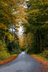 Droga przez las jesienią - obrazy, fototapety, plakaty