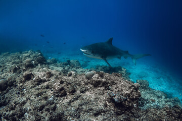 Tiger shark in blue ocean. Shark with sharp teeth. Diving with dangerous tiger sharks.