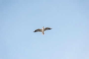 Beautiful white seagull, bird flies high soaring in the sky with clouds over the sea, ocean in...