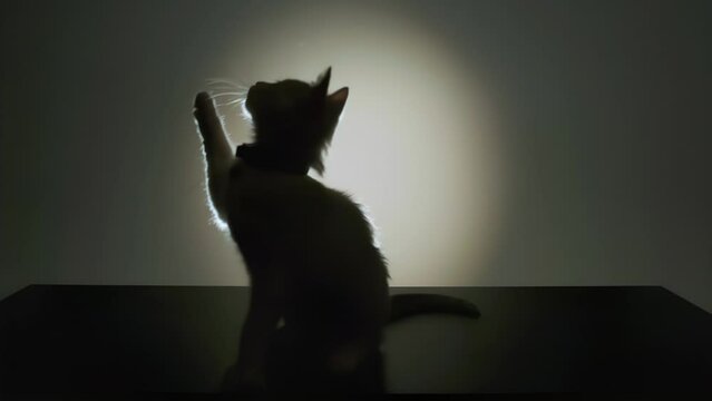 playful kitten, kitty messing around, pets, cat playing with toys