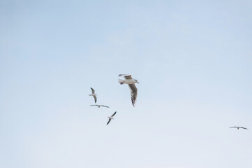 Many beautiful white seagulls, a flock of birds are flying high soaring in the blue sky with clouds over the sea, ocean in nature. Animal photography, landscape.