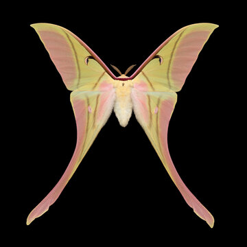 Pr&auml;parierter Nachtfalter (Actias rhodopneuma) vor schwarzem Hintergrund