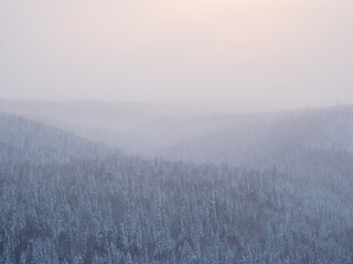 Carpet of snowy coniferous forest under morning pink  frosty fog. Tops of hills are covered with frost.
