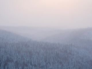 Fototapeta na wymiar Carpet of snowy coniferous forest under morning pink frosty fog. Tops of hills are covered with frost.