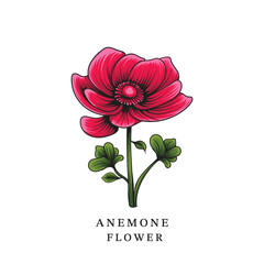 Blooming Red Anemone with Leaves and Stem featuring Anemone Typography. This asset is suitable for flower illustrations, botanical designs, garden-themed graphics, and projects related to nature