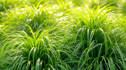 Keuken spatwand met foto green grass background © Anisha