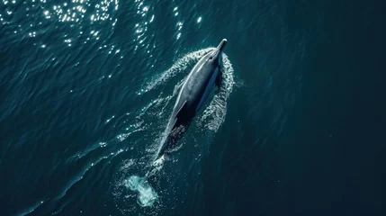 Foto op Plexiglas Aerial view of alone Bottlenose dolphin in blue sea. Aquatic animal in Black sea --ar 16:9 --v 6 Job ID: 0327ad9d-056b-4a1f-9168-9c9eb949db18 © Orxan