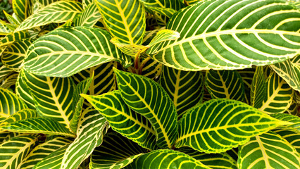 Foliage background of the leaves Sanchezia or zebra plant leaves
