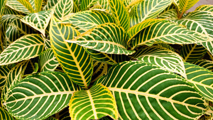 Foliage background of the leaves Sanchezia or zebra plant leaves
