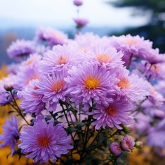 Obraz premium Aster China Realistic AI Generated pictures