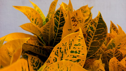 The background of Croton leaves is yellow. Beautiful nature background with croton plant in sunny day in tropical garden. yellow croton, croton plant. © Hani chusna