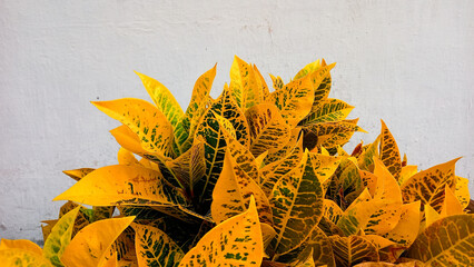 The background of Croton leaves is yellow. Beautiful nature background with croton plant in sunny day in tropical garden. yellow croton, croton plant. © Hani chusna