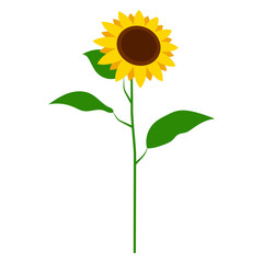 Sunflower Plant Illustration