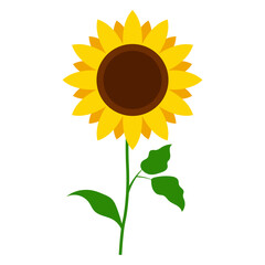 Sunflower Plant Illustration