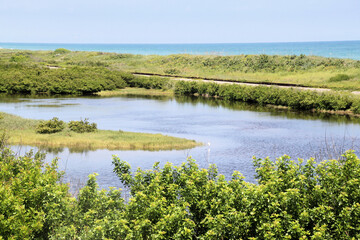 A view of the Florida Everglades