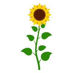 Sunflower Plant Illustration