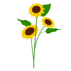 Sunflower Plant Illustration