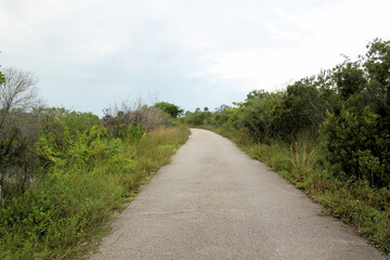 Fototapeta na wymiar A view of the Florida Everglades