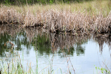 A view of the Florida Everglades