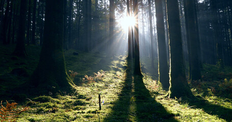 Sunrise with beautiful rays in magic mossy fairy tale forest.
