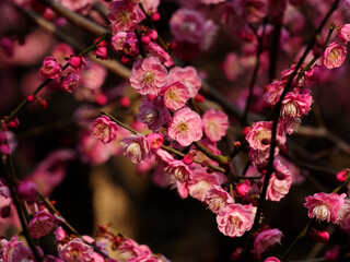 Flowers in spring series: red plum blossoming in early spring, it is the only remaining last winter...